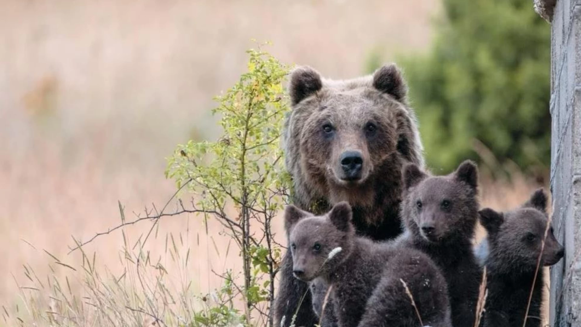 Uccisa a fucilate l’orsa AMARENA irrintracciabili al momento i 2 piccoli che l’accompagnavano. La nota dell'Associazione Salviamo L'Orso